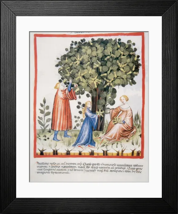 Framed Print : Tacuinum Sanitatis. Late 14th century. Family picking hazeln Framed Print : Tacuinum Sanitatis. Late 14th century. Family picking hazeln
