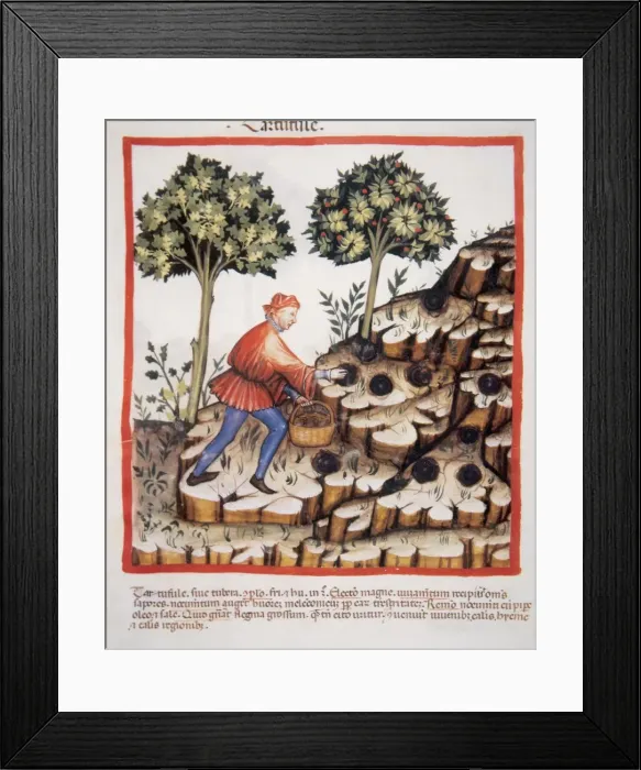 Framed Print : Tacuinum Sanitatis. Late 14th century. Picking truffles Framed Print : Tacuinum Sanitatis. Late 14th century. Picking truffles