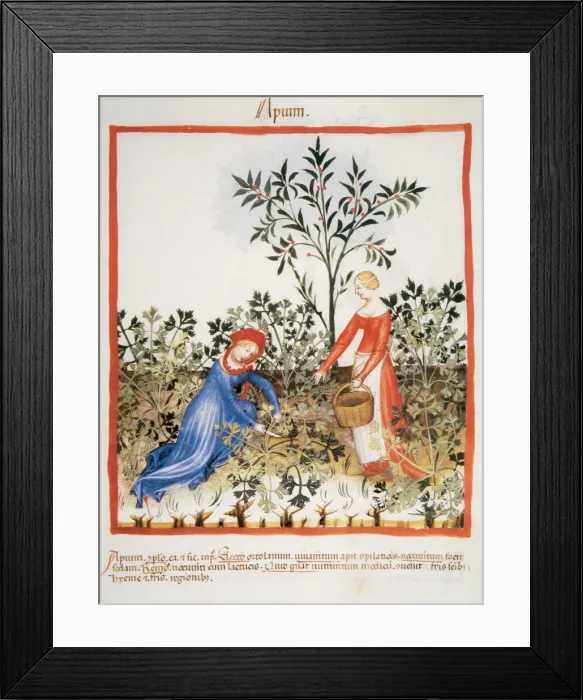 Framed Print : Tacuinum Sanitatis. Late XIV century. Women picking celery Framed Print : Tacuinum Sanitatis. Late XIV century. Women picking celery