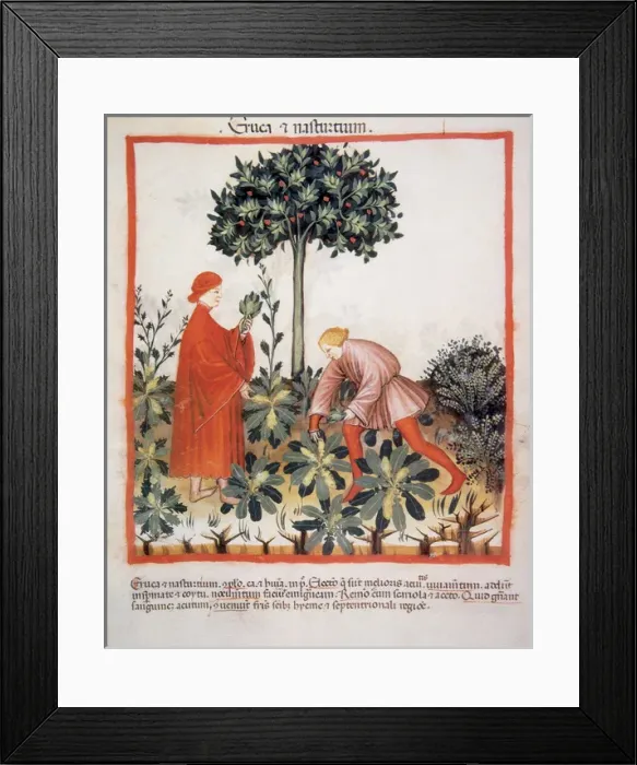 Framed Print : Tacuinum Sanitatis. Late XIV century. Picking watercress Framed Print : Tacuinum Sanitatis. Late XIV century. Picking watercress