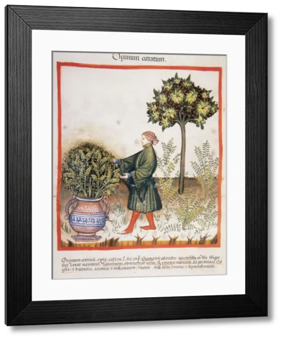 Framed Print : Tacuinum Sanitatis. Late XIV century. Man picking basil Framed Print : Tacuinum Sanitatis. Late XIV century. Man picking basil