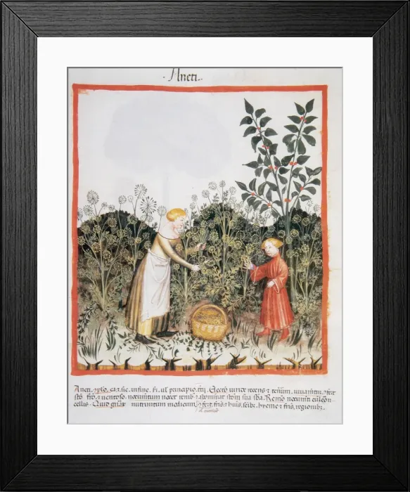 Framed Print : Tacuinum Sanitatis. Late XIV century. Picking dill Framed Print : Tacuinum Sanitatis. Late XIV century. Picking dill