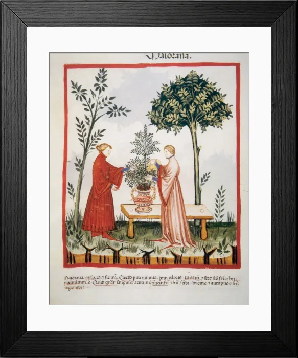 Framed Print : Tacuinum Sanitatis. Late XIV century. Watering a marjoram pl Framed Print : Tacuinum Sanitatis. Late XIV century. Watering a marjoram pl