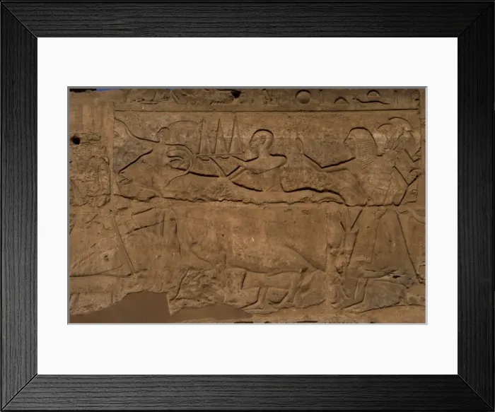 Framed Print : Priest wearing offerings in a tray and bull being led to sac Framed Print : Priest wearing offerings in a tray and bull being led to sac