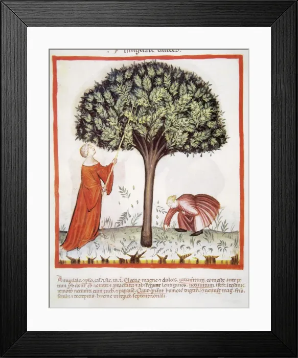 Framed Print : Tacuinum Sanitatis. Late 14th century. Farmers harvesting al Framed Print : Tacuinum Sanitatis. Late 14th century. Farmers harvesting al