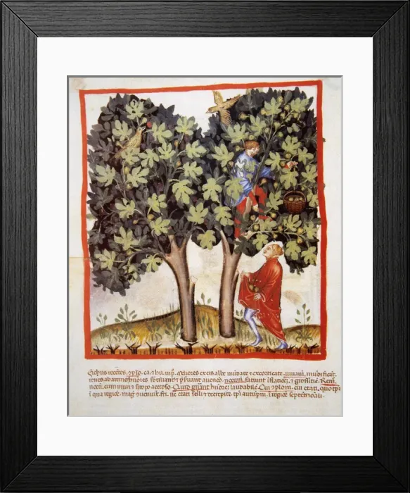 Framed Print : Tacuinum Sanitatis. Late 14th century. Picking figs. Miniatu Framed Print : Tacuinum Sanitatis. Late 14th century. Picking figs. Miniatu