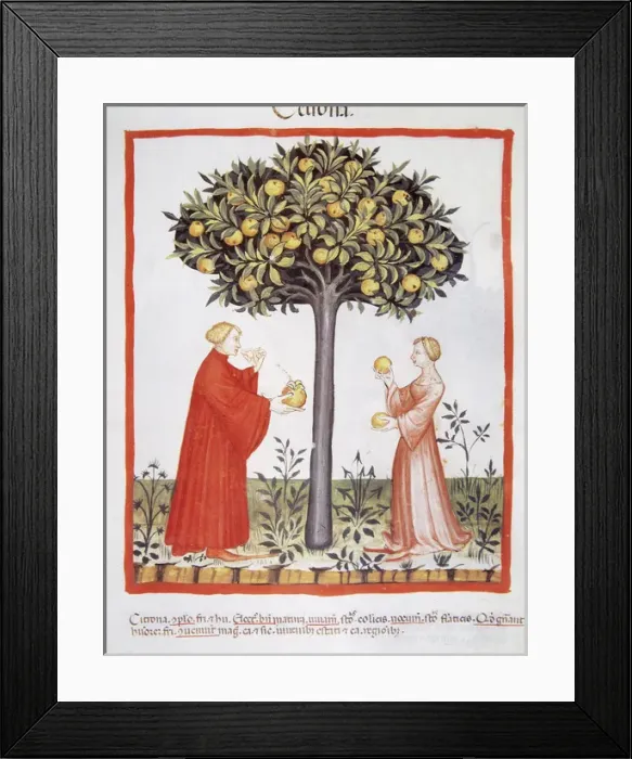 Framed Print : Tacuinum Sanitatis. Late 14th century. Farmers harvesting bi Framed Print : Tacuinum Sanitatis. Late 14th century. Farmers harvesting bi