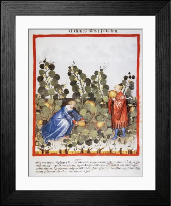 Framed Print : Tacuinum Sanitatis. Late 14th century. Farmers picking melon Framed Print : Tacuinum Sanitatis. Late 14th century. Farmers picking melon