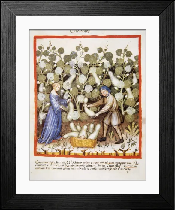 Framed Print : Tacuinum Sanitatis. Late 14th century. Farmers harvesting pu Framed Print : Tacuinum Sanitatis. Late 14th century. Farmers harvesting pu