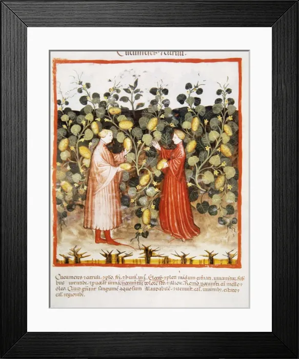 Framed Print : Tacuinum Sanitatis. Late 14th century. Farmers harvesting cu Framed Print : Tacuinum Sanitatis. Late 14th century. Farmers harvesting cu