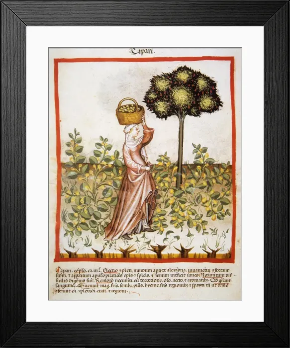Framed Print : Tacuinum Sanitatis. Late 14th century. Peasant with a basket Framed Print : Tacuinum Sanitatis. Late 14th century. Peasant with a basket