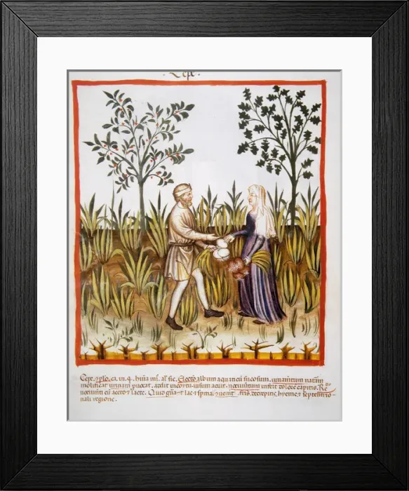 Framed Print : Tacuinum Sanitatis. Late 14th century. Farmers harvesting Framed Print : Tacuinum Sanitatis. Late 14th century. Farmers harvesting