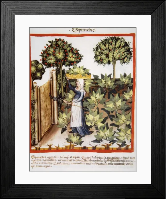 Framed Print : Tacuinum Sanitatis. Late 14th century. Farmer in her orchard Framed Print : Tacuinum Sanitatis. Late 14th century. Farmer in her orchard