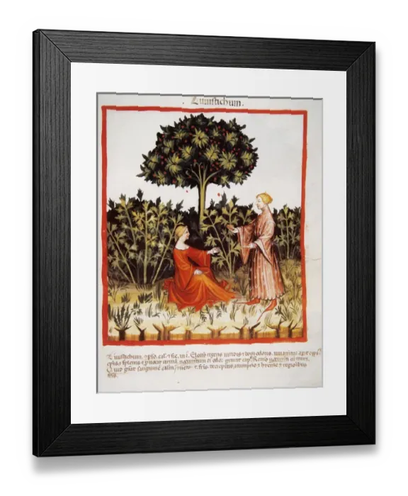 Framed Print : Tacuinum Sanitatis. Late 14th century. Couple with a plantat Framed Print : Tacuinum Sanitatis. Late 14th century. Couple with a plantat