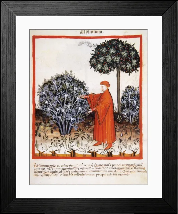 Framed Print : Tacuinum Sanitatis. Late 14th century. Man harvesting absint Framed Print : Tacuinum Sanitatis. Late 14th century. Man harvesting absint