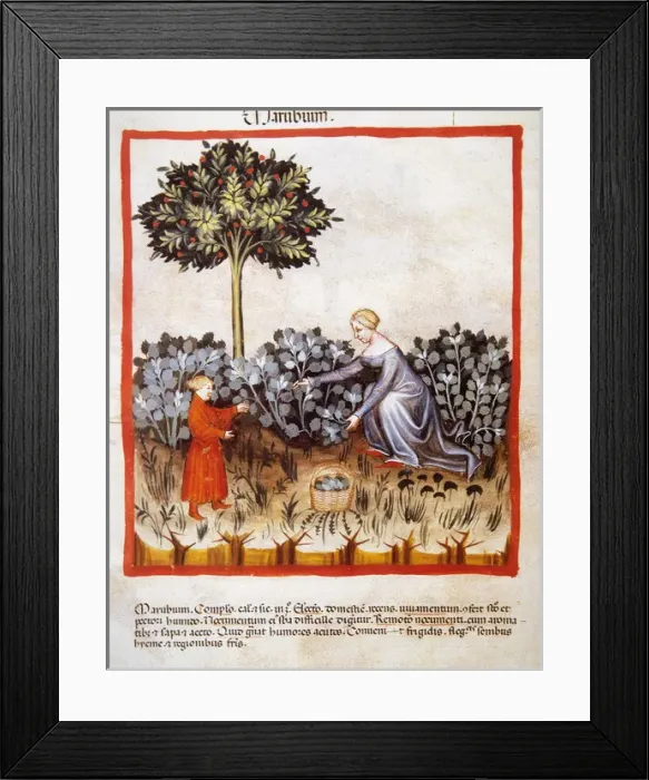 Framed Print : Tacuinum Sanitatis. Late 14th century. Harvest of horehound Framed Print : Tacuinum Sanitatis. Late 14th century. Harvest of horehound