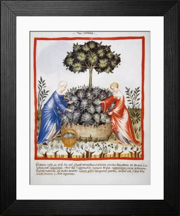 Framed Print : Tacuinum Sanitatis. Late 14th century. Women picking salvia Framed Print : Tacuinum Sanitatis. Late 14th century. Women picking salvia
