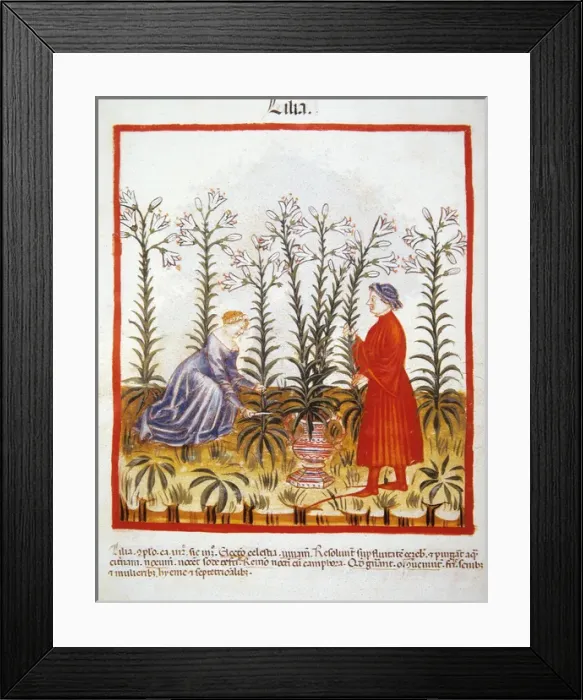 Framed Print : Tacuinum Sanitatis. Late 14th century. Marriage picking fleu Framed Print : Tacuinum Sanitatis. Late 14th century. Marriage picking fleu