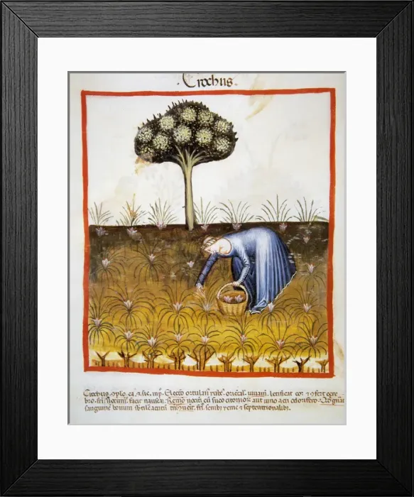 Framed Print : Tacuinum Sanitatis. Late 14th century. Peasant picking saffr Framed Print : Tacuinum Sanitatis. Late 14th century. Peasant picking saffr