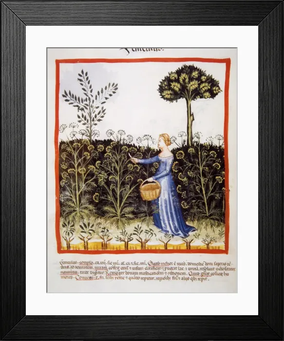 Framed Print : Tacuinum Sanitatis. Late 14th century. Peasant picking fenne Framed Print : Tacuinum Sanitatis. Late 14th century. Peasant picking fenne