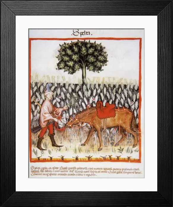 Framed Print : Tacuinum Sanitatis. Late 14th century. Man with horse in a f Framed Print : Tacuinum Sanitatis. Late 14th century. Man with horse in a f