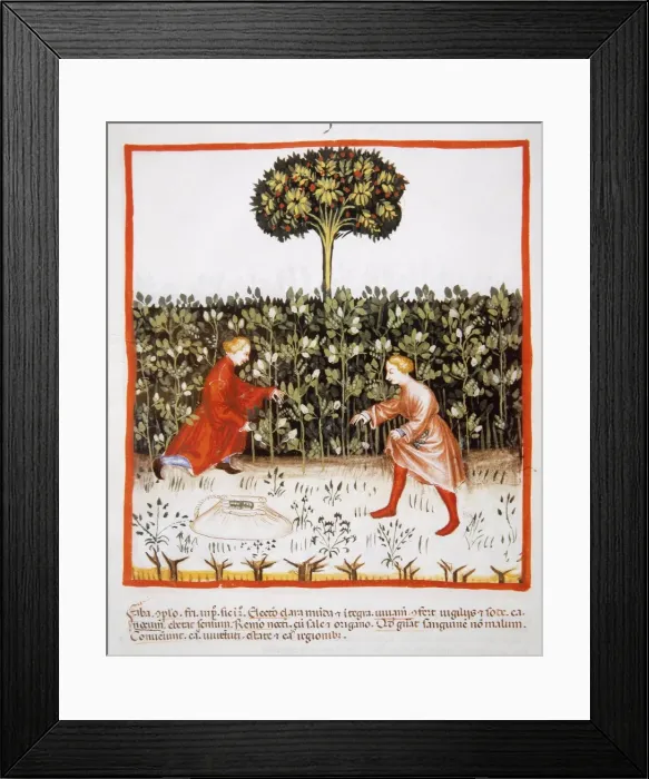 Framed Print : Tacuinum Sanitatis. Late 14th century. Farmers gathering bea Framed Print : Tacuinum Sanitatis. Late 14th century. Farmers gathering bea