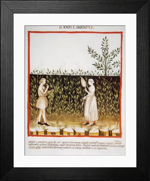 Framed Print : Tacuinum Sanitatis. Late 14th century. Farmers in a plantati Framed Print : Tacuinum Sanitatis. Late 14th century. Farmers in a plantati