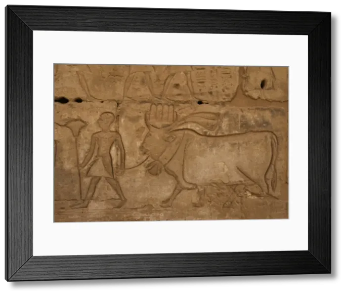 Framed Print : Temple of Ramses III. Priest leading a bull to slaughter. Eg Framed Print : Temple of Ramses III. Priest leading a bull to slaughter. Eg