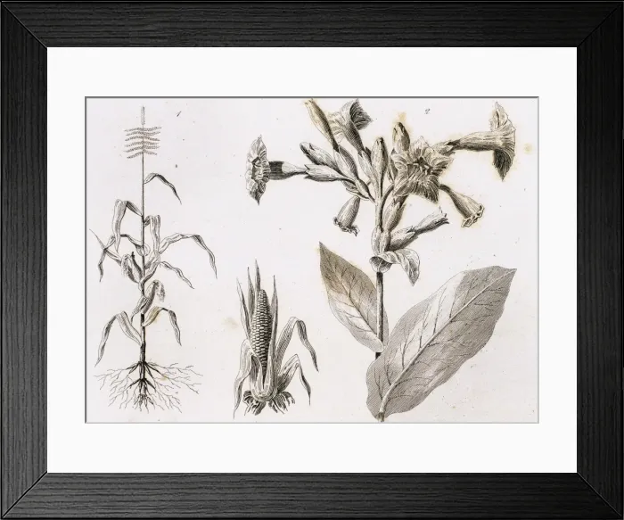 Framed Print : Maize plants and snuff. Engraving, 1841 Framed Print : Maize plants and snuff. Engraving, 1841