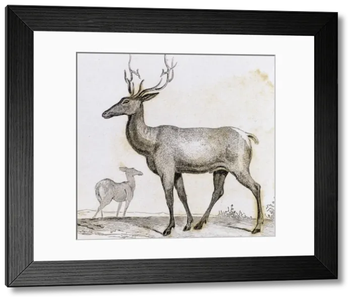 Framed Print : Elk. Artiodactyl mammal deer Framed Print : Elk. Artiodactyl mammal deer