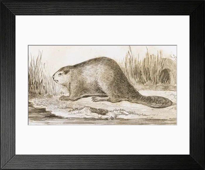 Framed Print : Castor. Engraving, 1841 Framed Print : Castor. Engraving, 1841