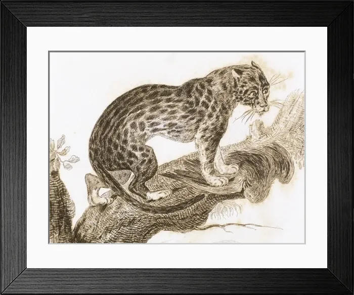 Framed Print : Ocelot. Live in South America. Engraving 1841 Framed Print : Ocelot. Live in South America. Engraving 1841