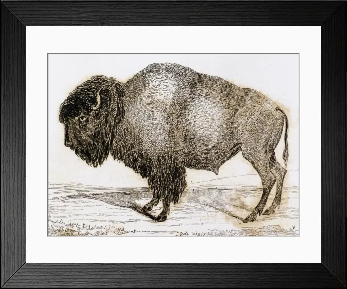 Framed Print : Bison. Engraving, 1841 Framed Print : Bison. Engraving, 1841