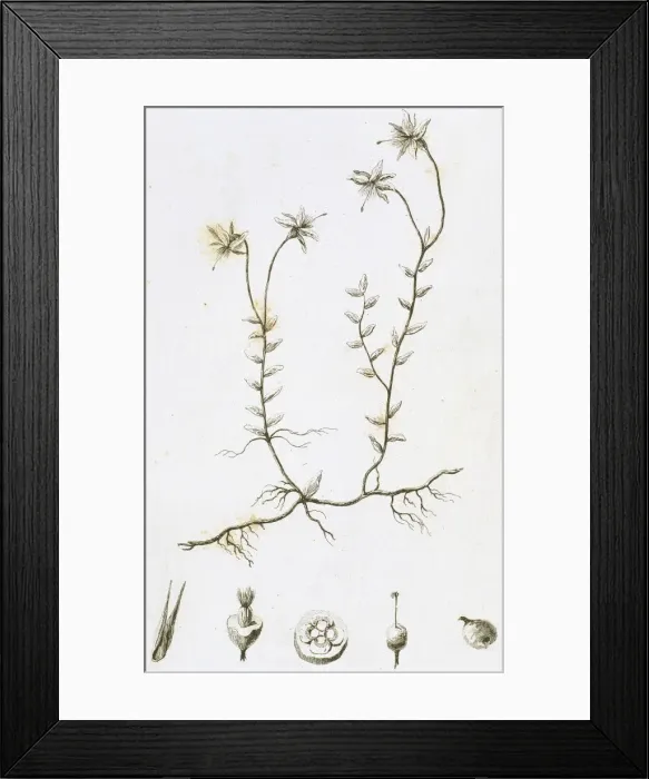 Framed Print : Blueberry. (Vaccinium oxycoccos) Framed Print : Blueberry. (Vaccinium oxycoccos)