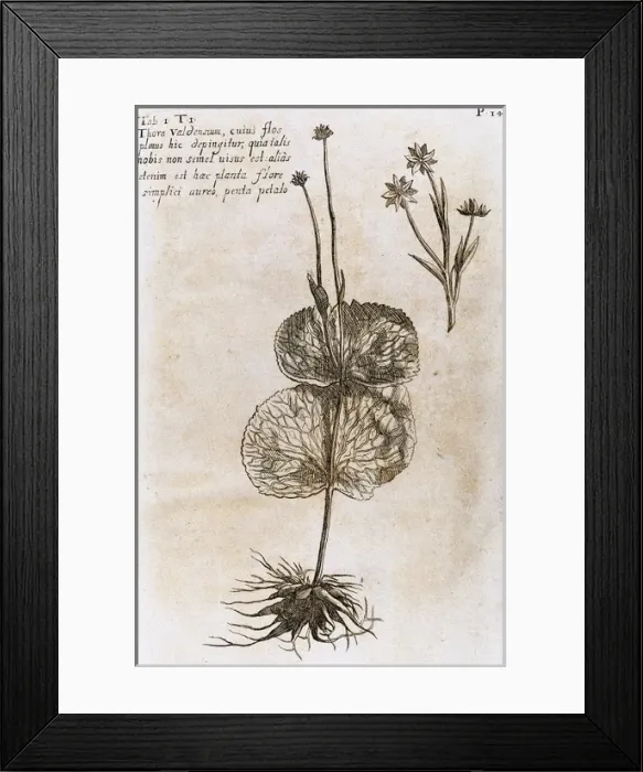 Framed Print : Thora Valdensium. Seventeenth-century engraving in Biblioth Framed Print : Thora Valdensium. Seventeenth-century engraving in Biblioth