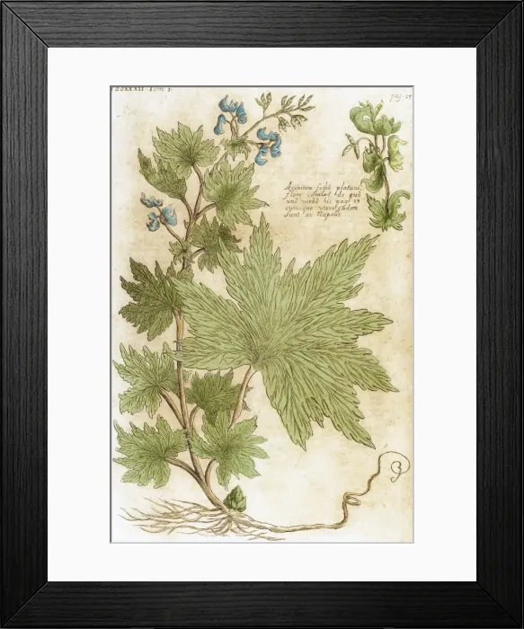Framed Print : Aconitum. Seventeenth-century engraving in Bibliotheca Phar Framed Print : Aconitum. Seventeenth-century engraving in Bibliotheca Phar