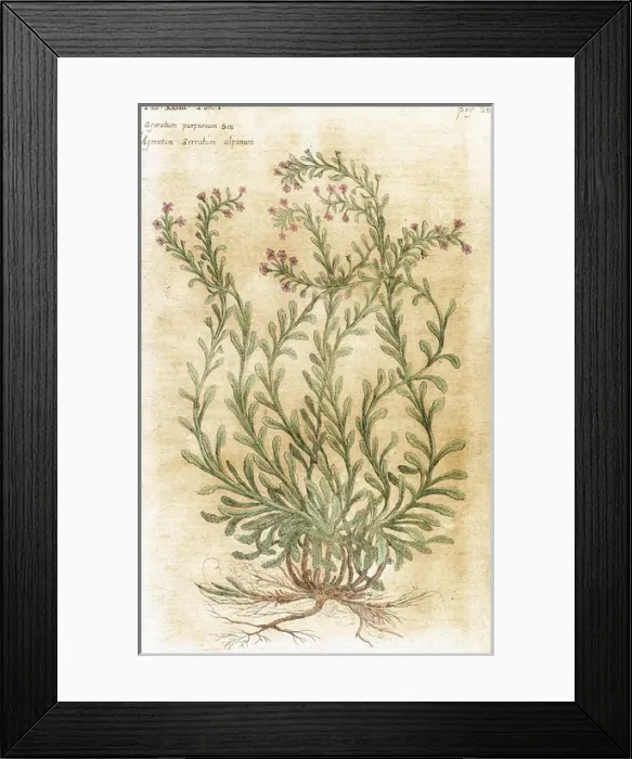 Framed Print : Ageratum. Seventeenth-century engraving in Bibliotheca Phar Framed Print : Ageratum. Seventeenth-century engraving in Bibliotheca Phar