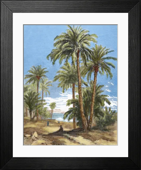 Framed Print : Egypt. Oasis Framed Print : Egypt. Oasis