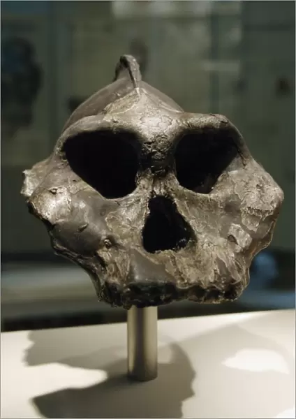 Skull of Paranthropus aethiopicus