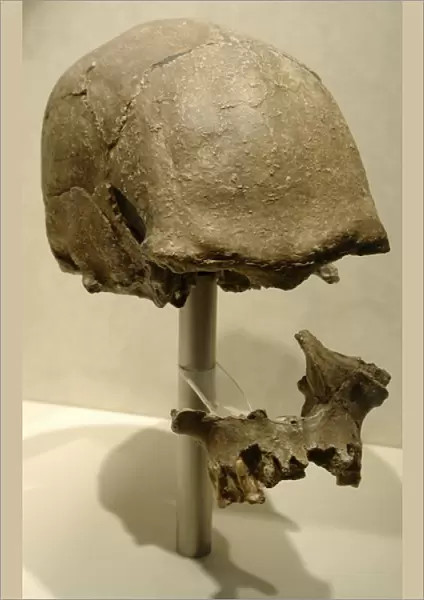 Skull probably from Homo sapiens