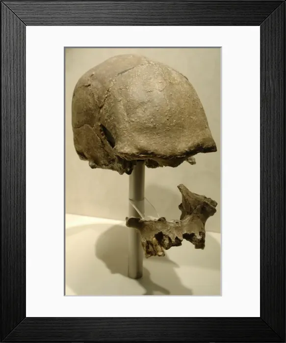 Framed Print : Skull probably from Homo sapiens Framed Print : Skull probably from Homo sapiens
