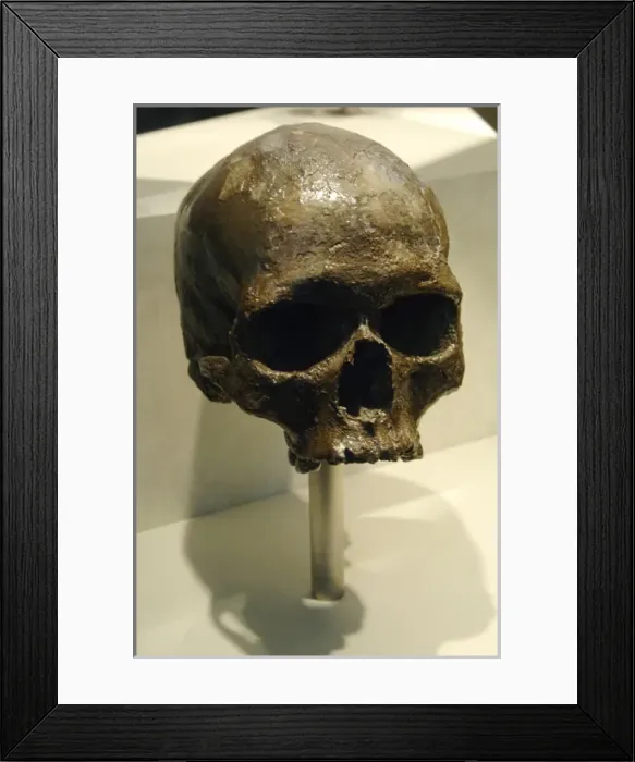 Framed Print : Skull of Homo sapiens Framed Print : Skull of Homo sapiens