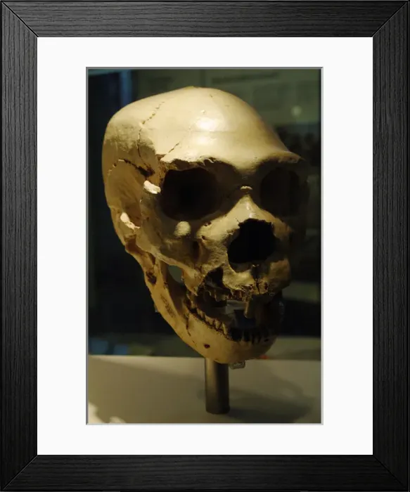 Framed Print : Homo heidelbergensis. Skull number 5. Atapuerca, Spain Framed Print : Homo heidelbergensis. Skull number 5. Atapuerca, Spain