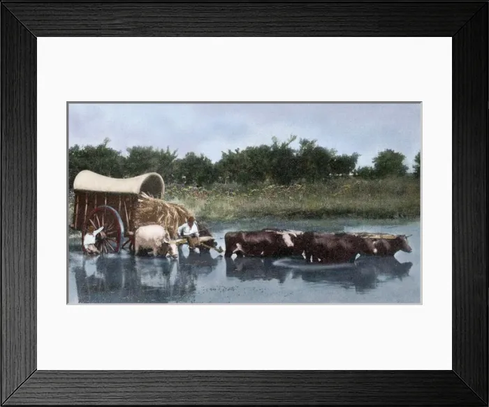 Framed Print : Argentina. Yoke of oxen wading a lagoon Framed Print : Argentina. Yoke of oxen wading a lagoon