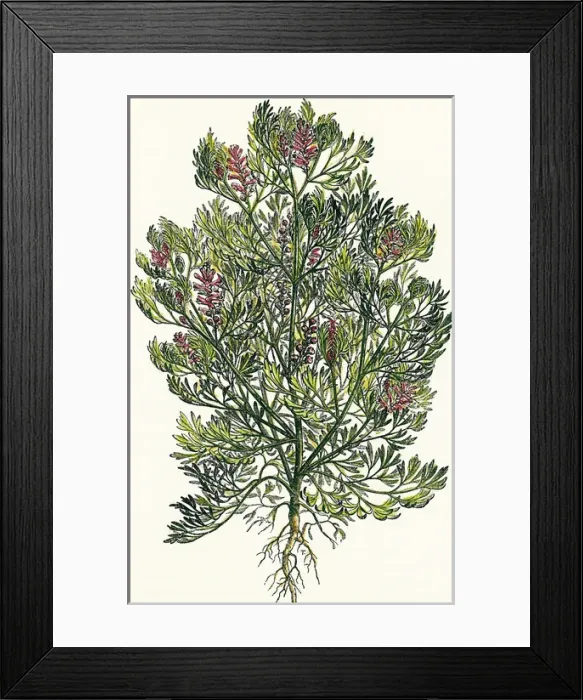 Framed Print : Fumaria officinalis. Colored engraving Framed Print : Fumaria officinalis. Colored engraving