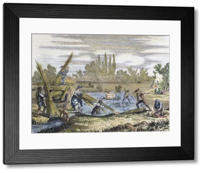 Framed Print : Hemp harvest. Banks of the Rhine. Engraving Framed Print : Hemp harvest. Banks of the Rhine. Engraving