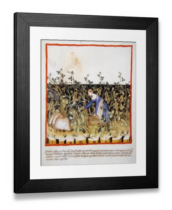 Framed Print : Tacuinum Sanitatis. 14th century. Medieval handbook of healt Framed Print : Tacuinum Sanitatis. 14th century. Medieval handbook of healt