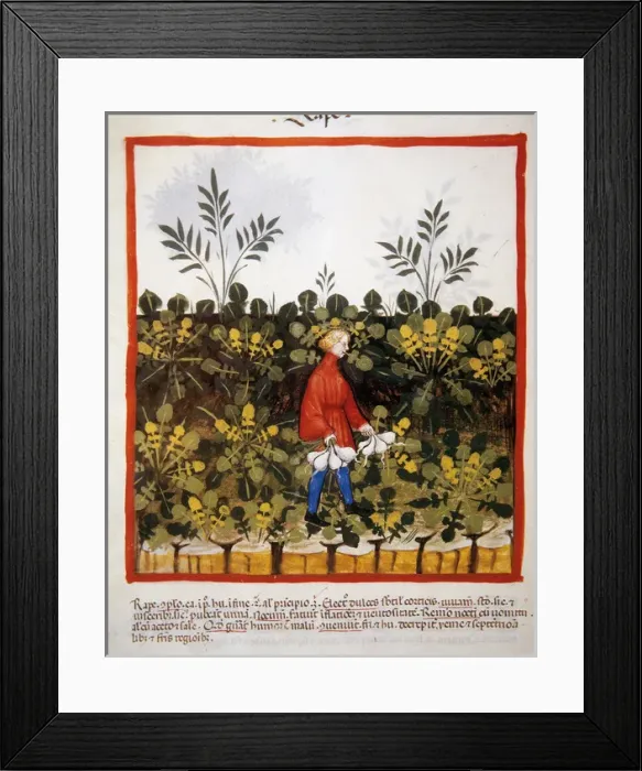 Framed Print : Tacuinum Sanitatis. 14th century. Medieval handbook of healt Framed Print : Tacuinum Sanitatis. 14th century. Medieval handbook of healt