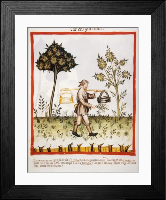 Framed Print : Tacuinum Sanitatis. 14th century. Farmer carrying a bucket o Framed Print : Tacuinum Sanitatis. 14th century. Farmer carrying a bucket o