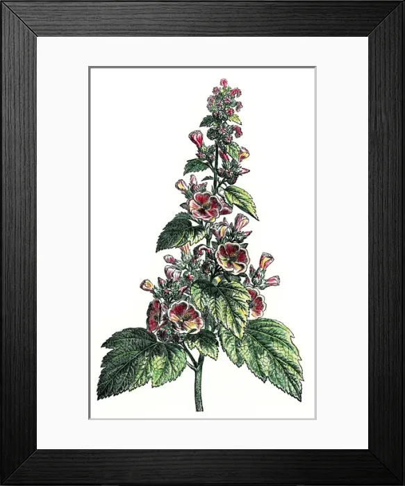Framed Print : Althaea officinalis, marshmallow, marsh mallow, or common ma Framed Print : Althaea officinalis, marshmallow, marsh mallow, or common ma